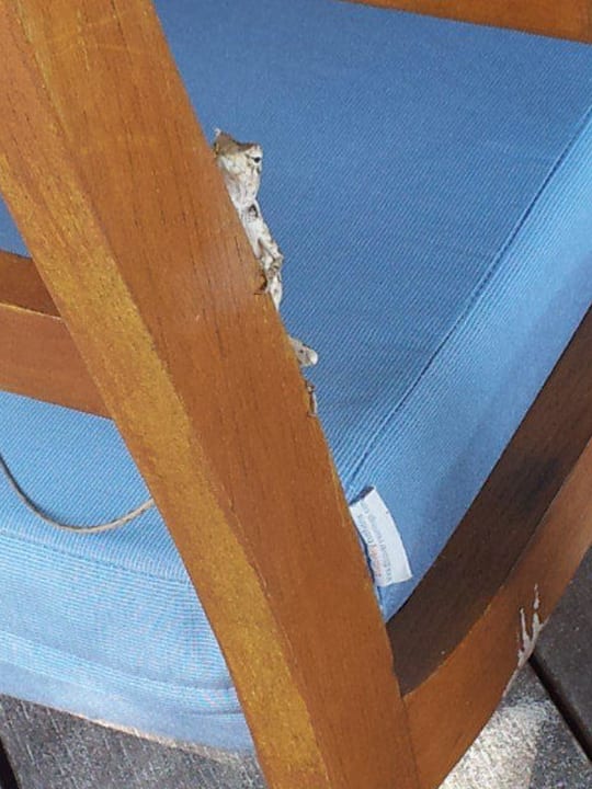 Echse hinter Stuhllehne Meeru Maldives Resort Island