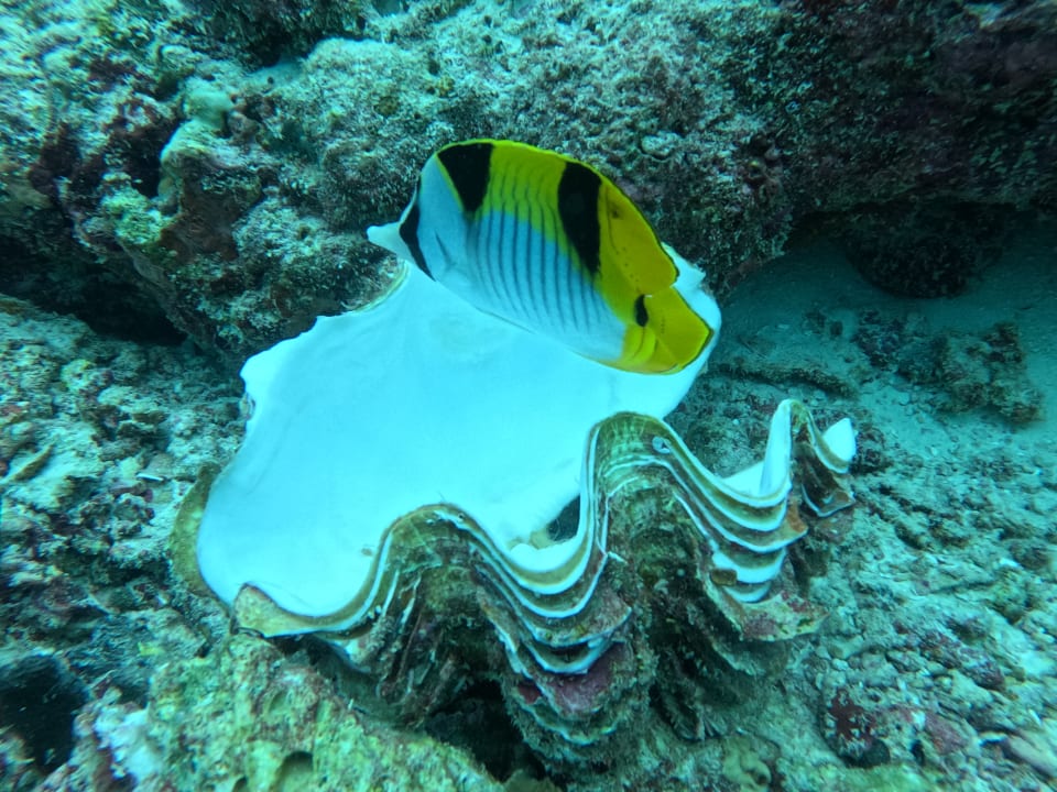 Sport & Freizeit NH Collection Maldives Reethi Resort