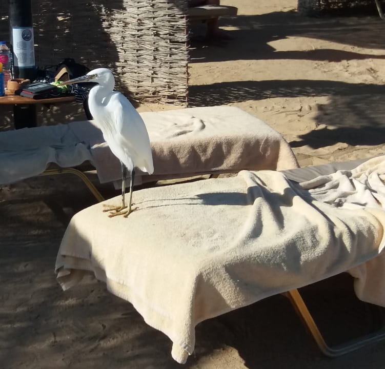 Sonstiges Steigenberger Coraya Beach - Adults only