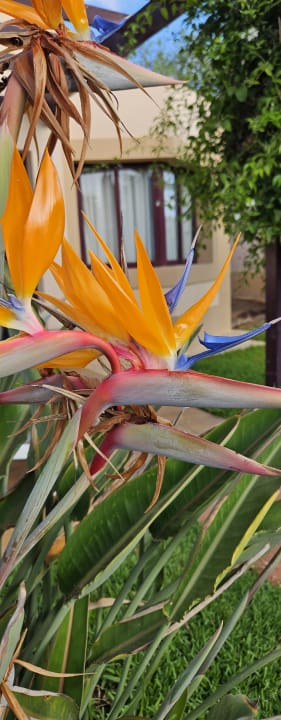 Gartenanlage allsun Hotel Esplendido