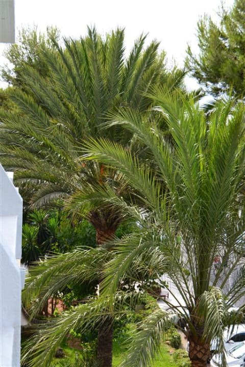 Gartenanlage vom Zimmer aus Hotel Condesa