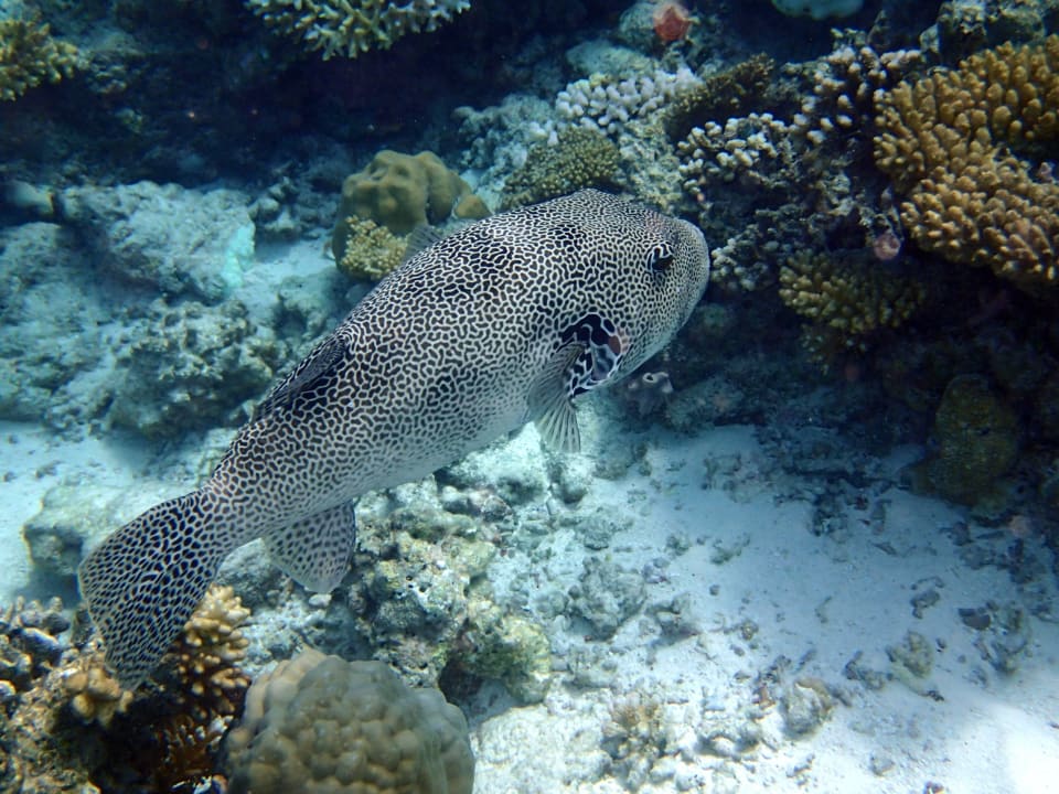 Unterwasserwelt Thulhagiri Island Resort