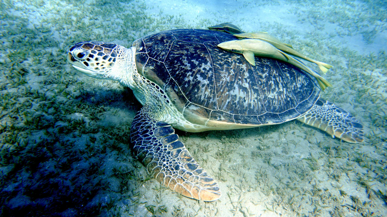 Strand Hotel Gorgonia Beach Resort