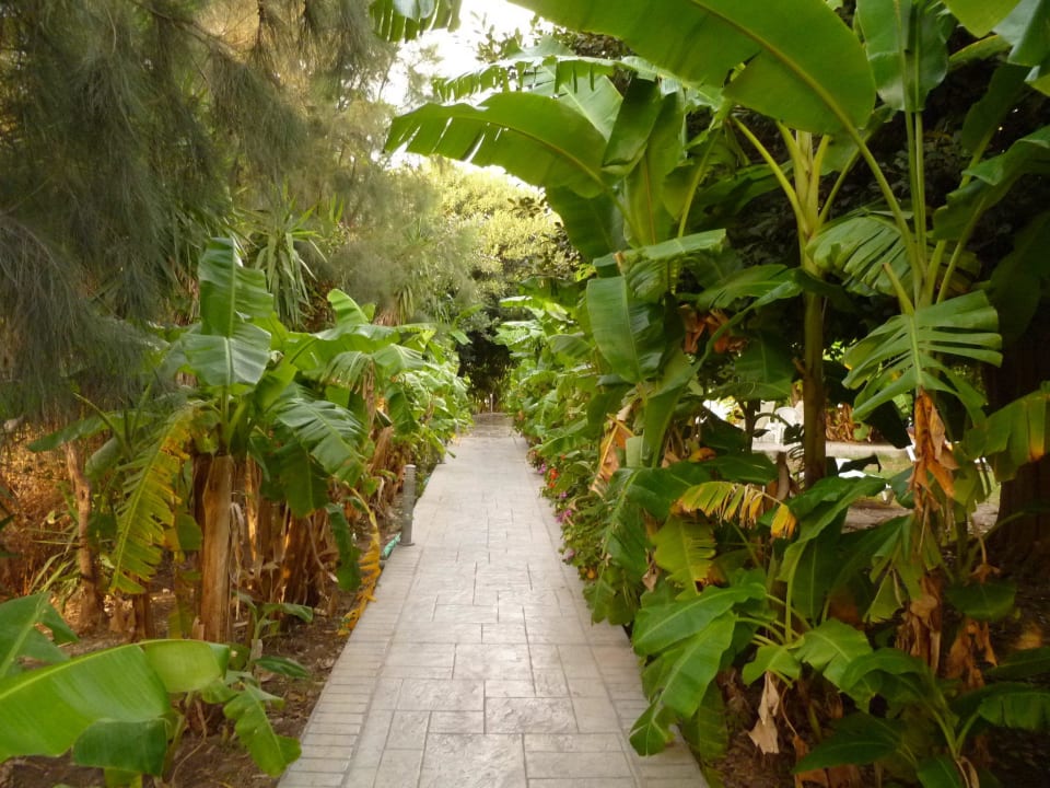 Weg zum Strand Irene Palace Beach Resort Club alltoura