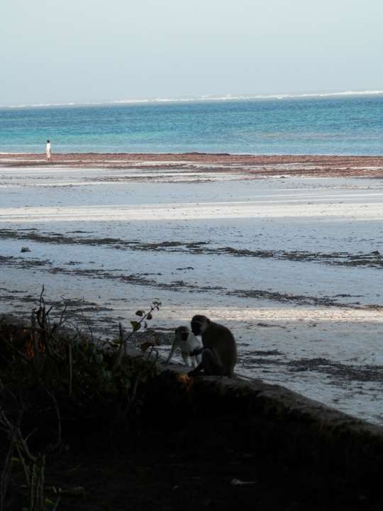 Die Sonne geht unter, Affen kommen Hotel Papillon Lagoon Reef