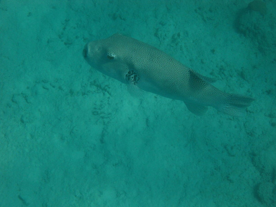 Unterwasserwelt am Hausriff NH Collection Maldives Reethi Resort