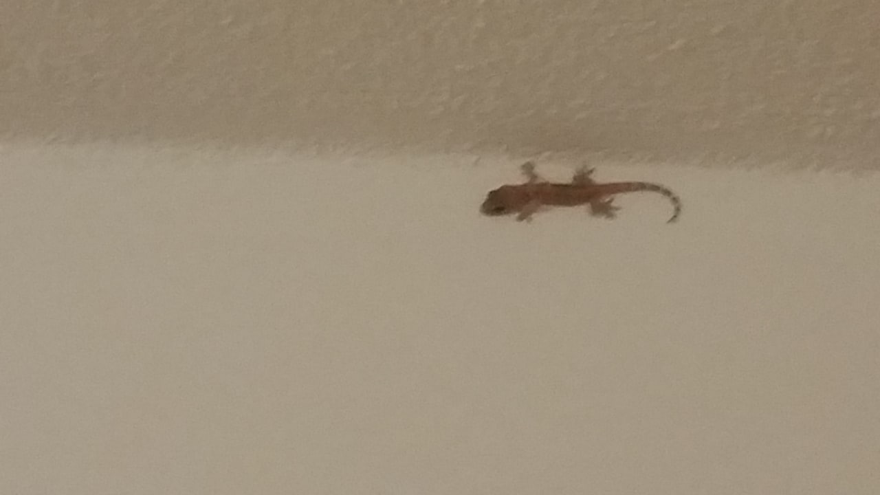 Zimmer Vantaris Luxury Beach Resort