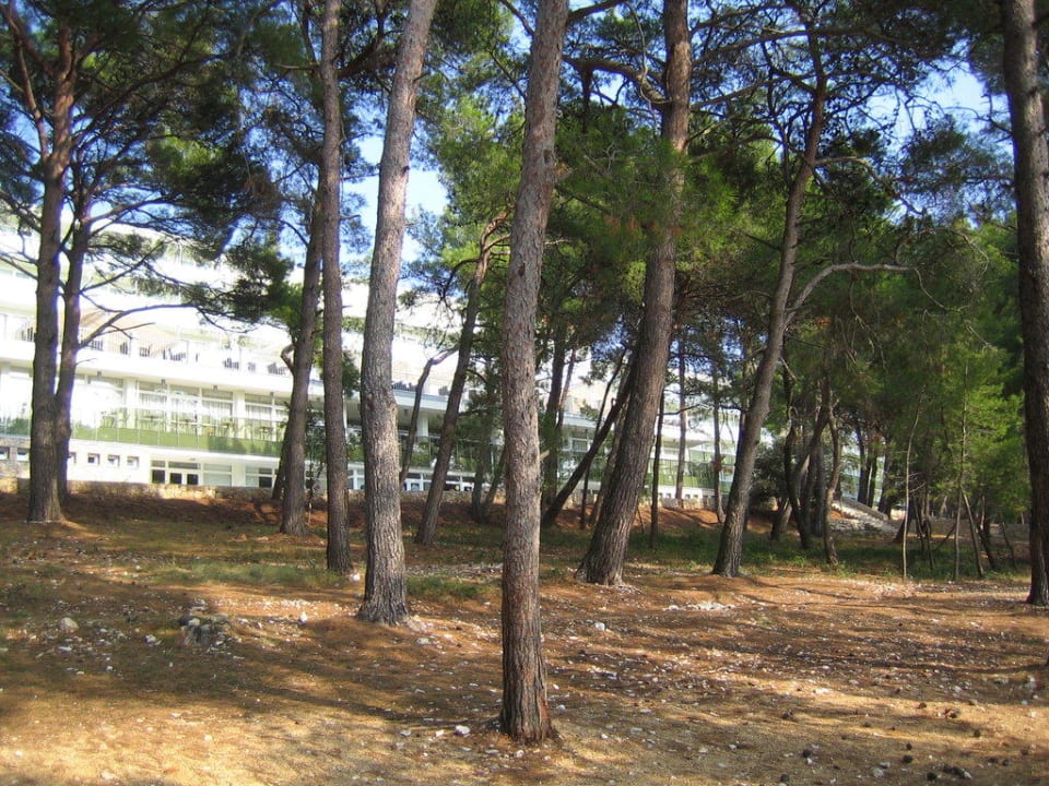 Pinienwald Family Hotel Vespera