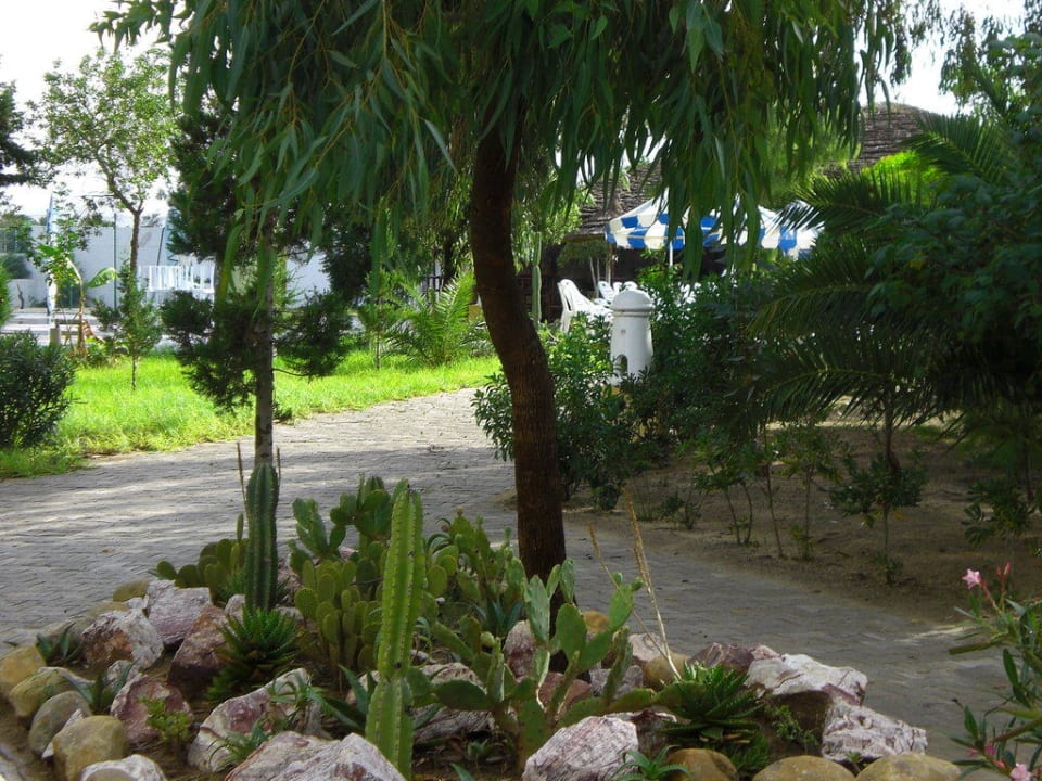 Kakteen überall im Garten Eden Club