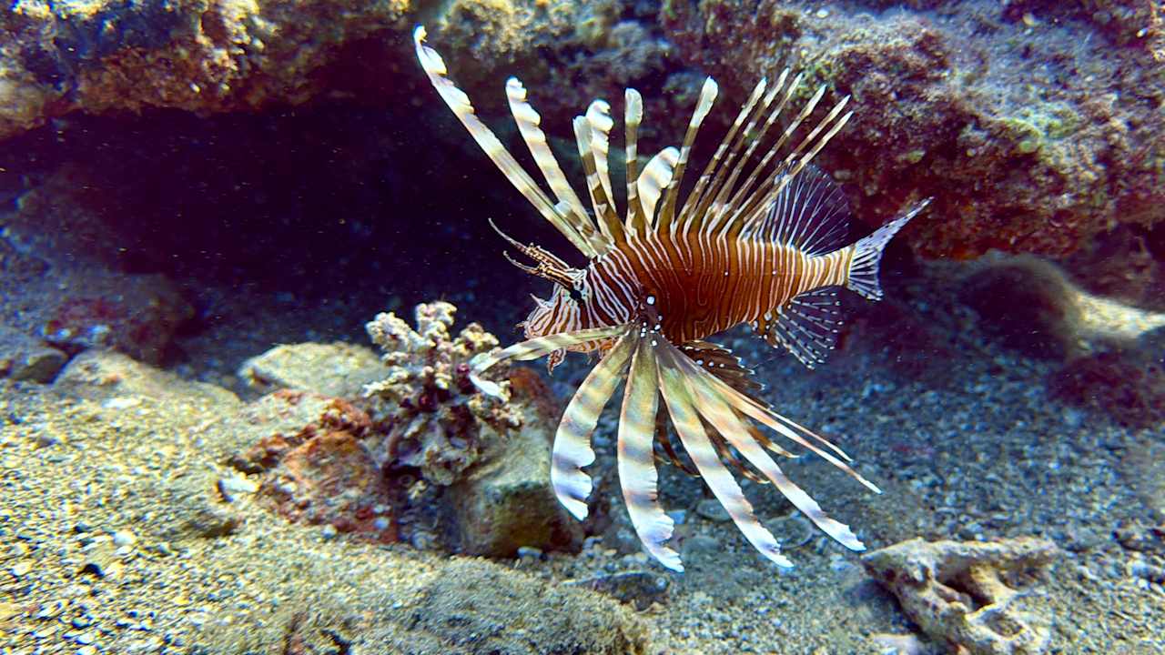 Strand JAZ Elite Amara