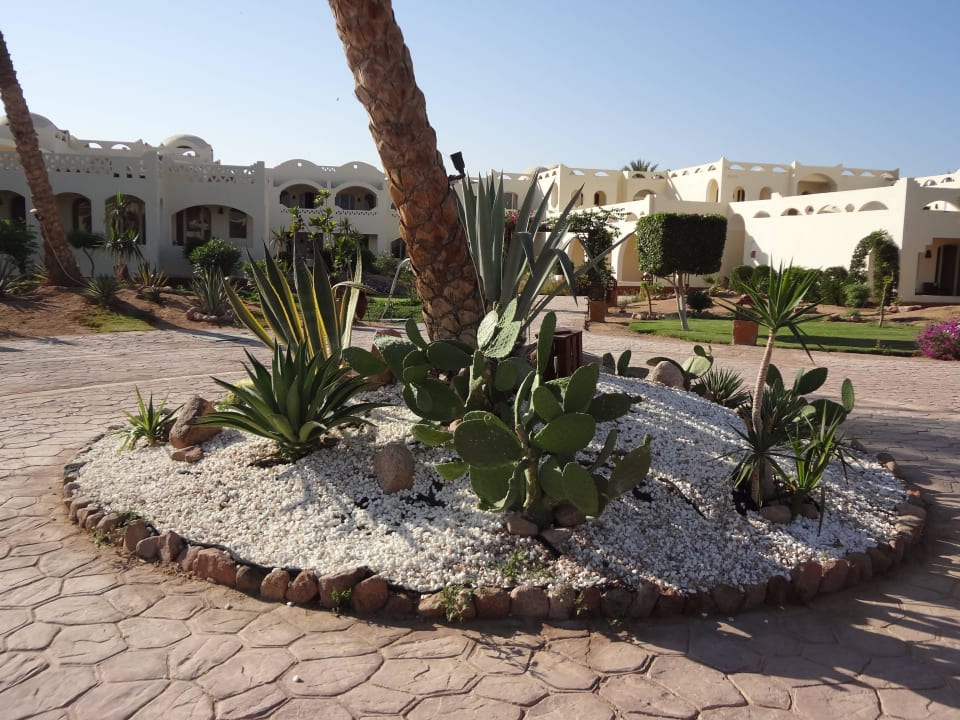 На территории растёт множество кактусов Regency Plaza Aqua Park & Spa