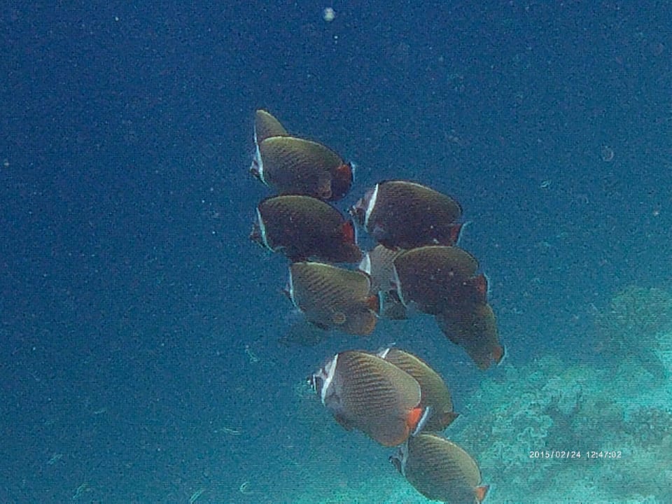 Hausriffbewohner NH Collection Maldives Reethi Resort