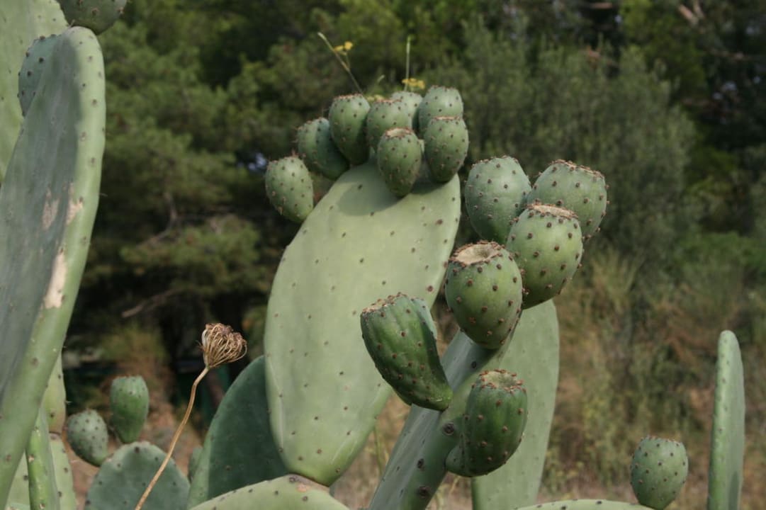 Kakteen Hotel Cala Joncols
