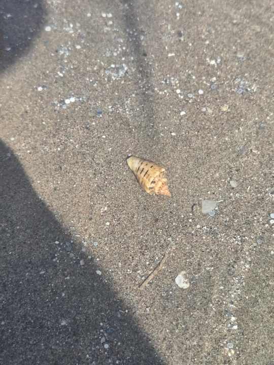 Strand Titanic Royal