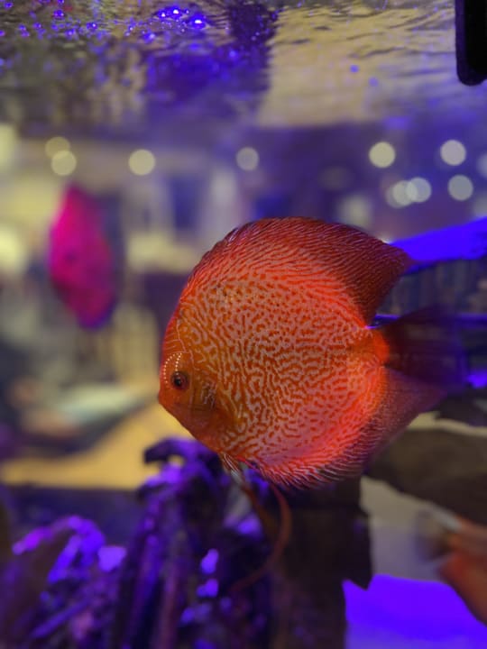 Lobby Vitalpina Hotel Magdalenahof