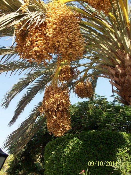 Dattelbaum The Grand Hotel Hurghada