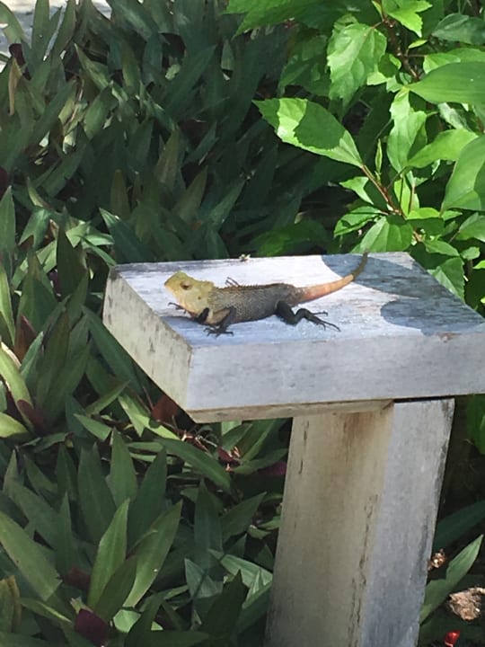 Gartenanlage Baros Maldives Resort