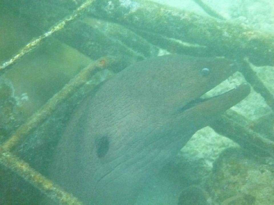 Sie guckt nur Summer Island Maldives