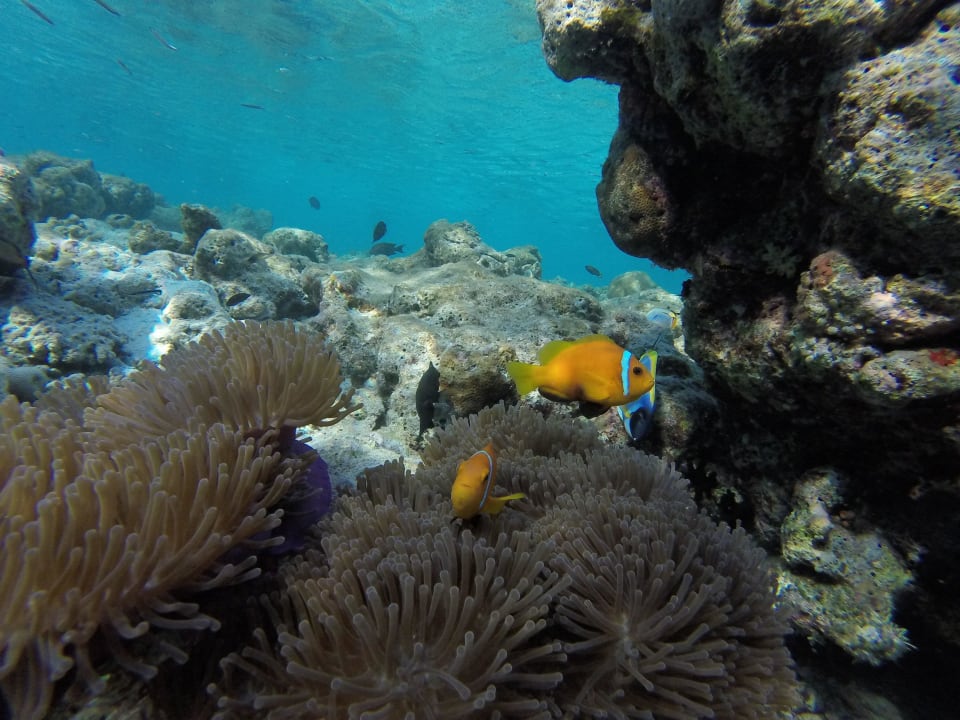 Vilamendhoo Island Resort & Spa Vilamendhoo Island Resort & Spa