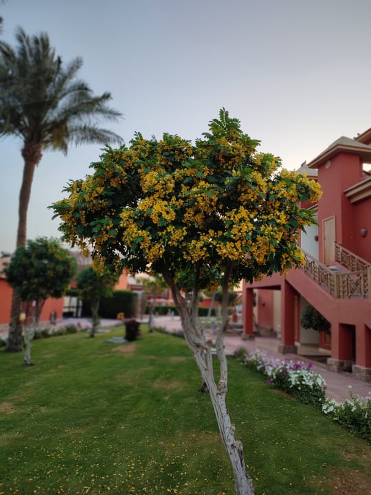 Gartenanlage Pickalbatros Alf Leila Wa Leila Resort - Neverland Hurghada