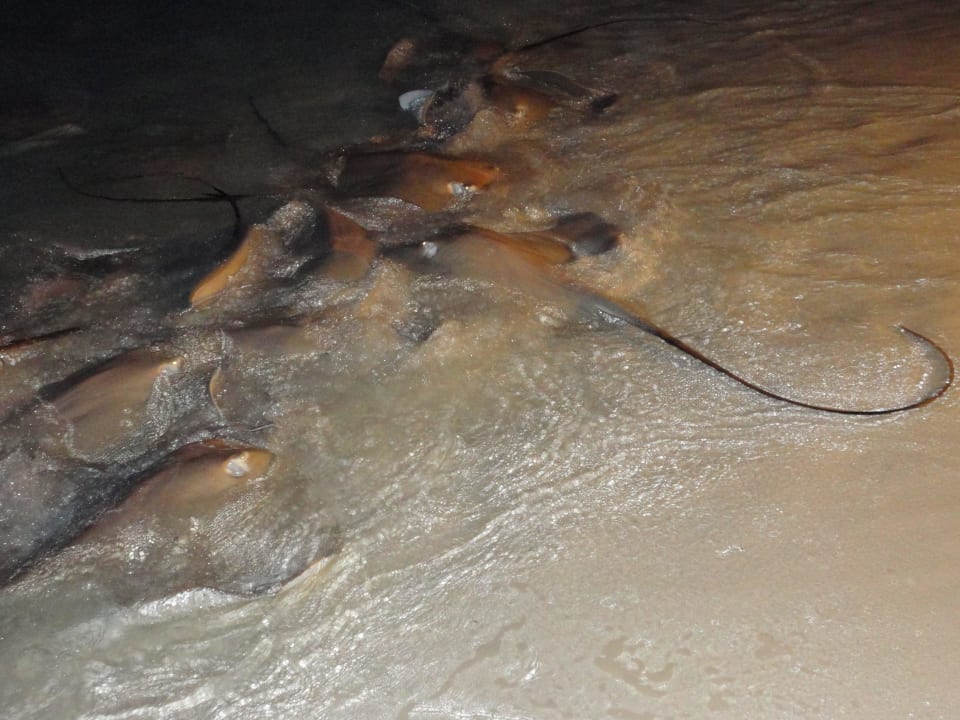 Rochenfütterung Kuramathi Maldives