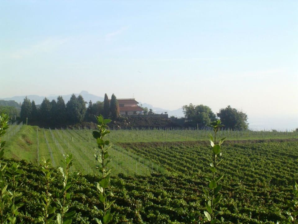 Blick von der Frühstücksterrasse Hotel Tenuta San Michele