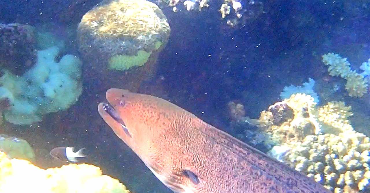 Sonstiges Shams Alam Beach Resort