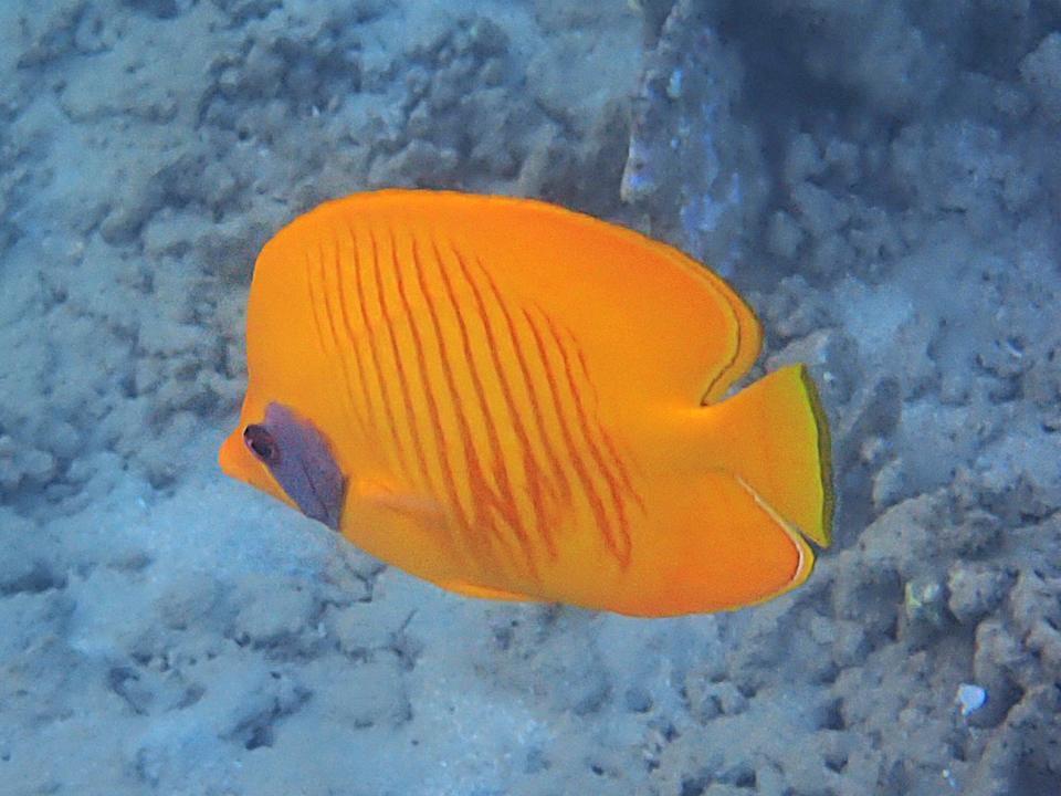 Sonstiges Shams Alam Beach Resort