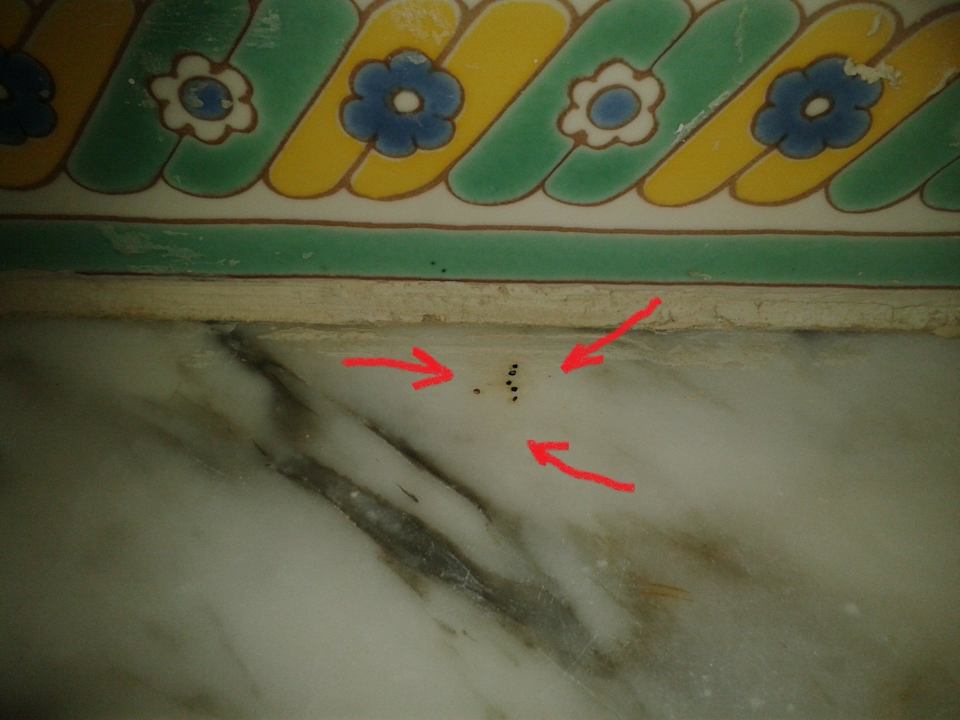 Kakerlaken Houda Golf & Beach Club