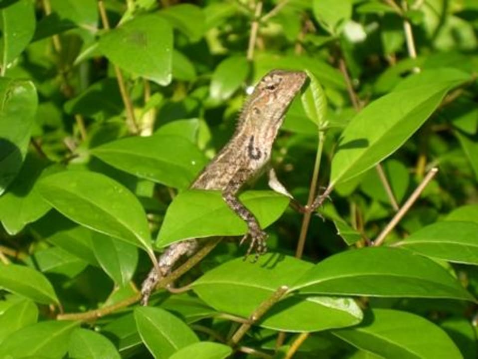 Schönechse beim Sonnenbad Sun Siyam Vilu Reef