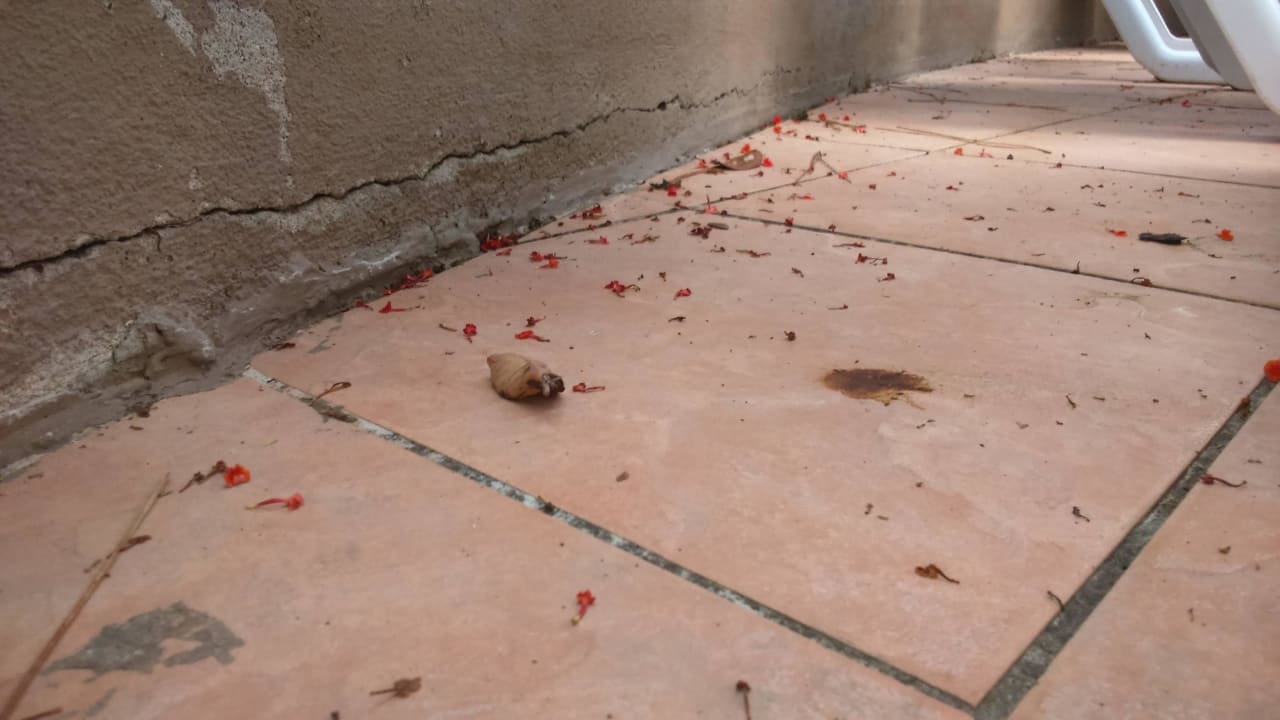 Liście leżące od tygodnia Armas Gül Beach