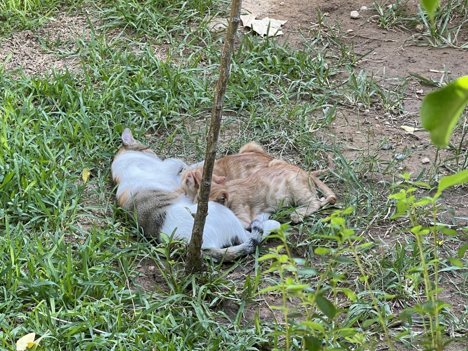 Gartenanlage Hotel Delphin Imperial