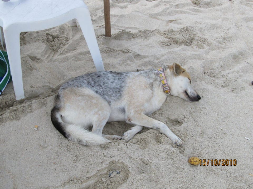 Einer von den Hunden The Fair House Beach Resort