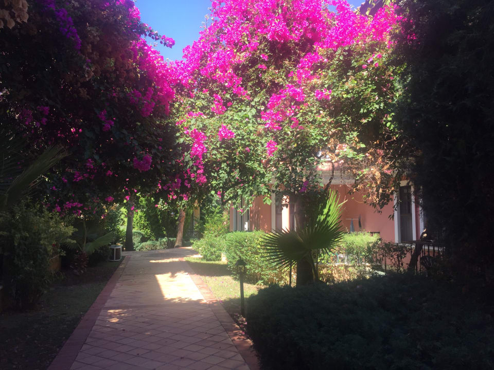 Gartenanlage Club Dizalya