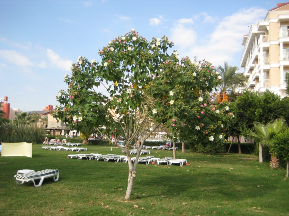 Liegen in der gepflegten Gartenanlage Trendy Aspendos Beach Hotel