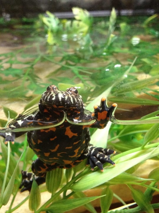 Ein Frosch im Dschungelland  Ferienwohnungen Ferienpark Weissenhäuser Strand