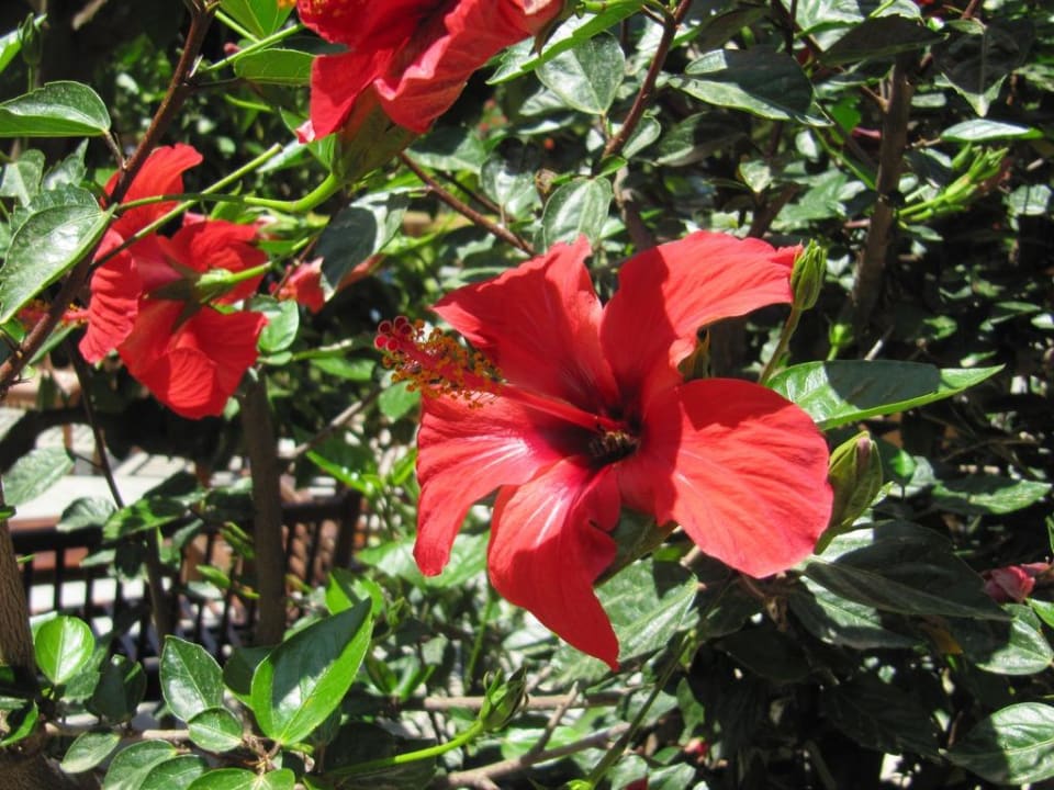 Hibiskusbaum Can Garden Beach
