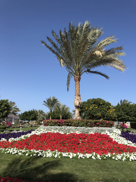 Gartenanlage Desert Rose