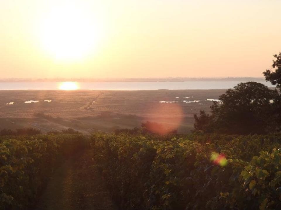 Blick auf See Rebhof Sommer