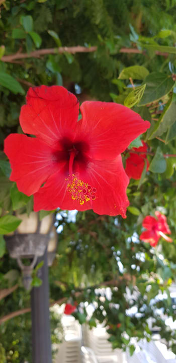 Gartenanlage Rodos Princess Beach Hotel & Spa