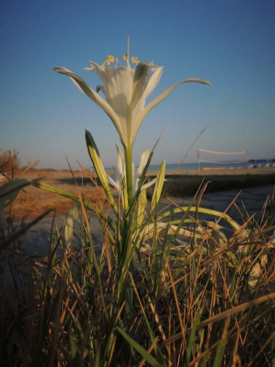 Plážová lilie u sprchy směrem od hotelu k pláži. Hotel Kathrin Beach