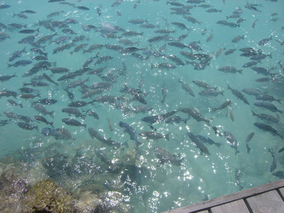 Hotel Summer Island Village Summer Island Maldives