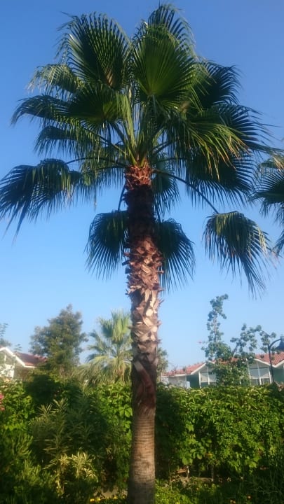 Gartenanlage Sunis Elita Beach Resort & Spa