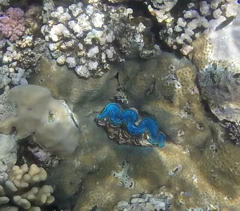 Sport & Freizeit Novotel Marsa Alam Beach Resort