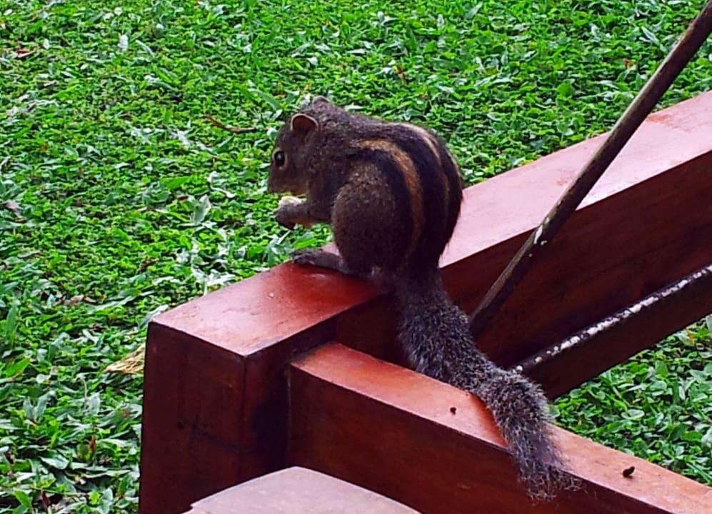 Unsere kleinen Freunde Mermaid Hotel & Club