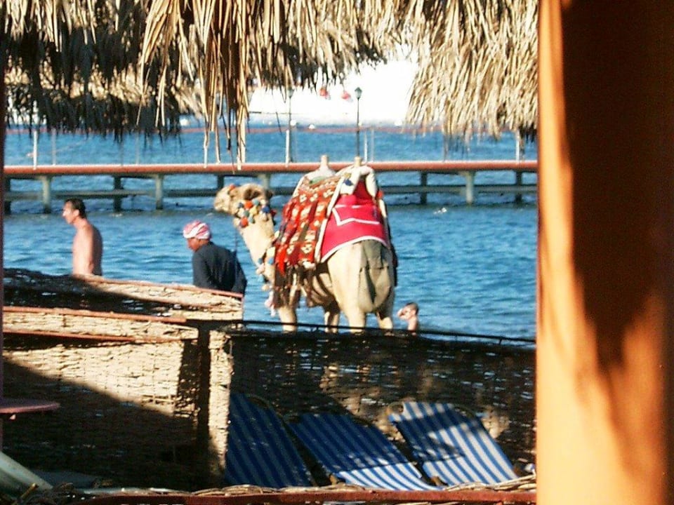 Kamel reiten am Strand Jalla Jalla Hotel JAZ Makadi Star & Spa