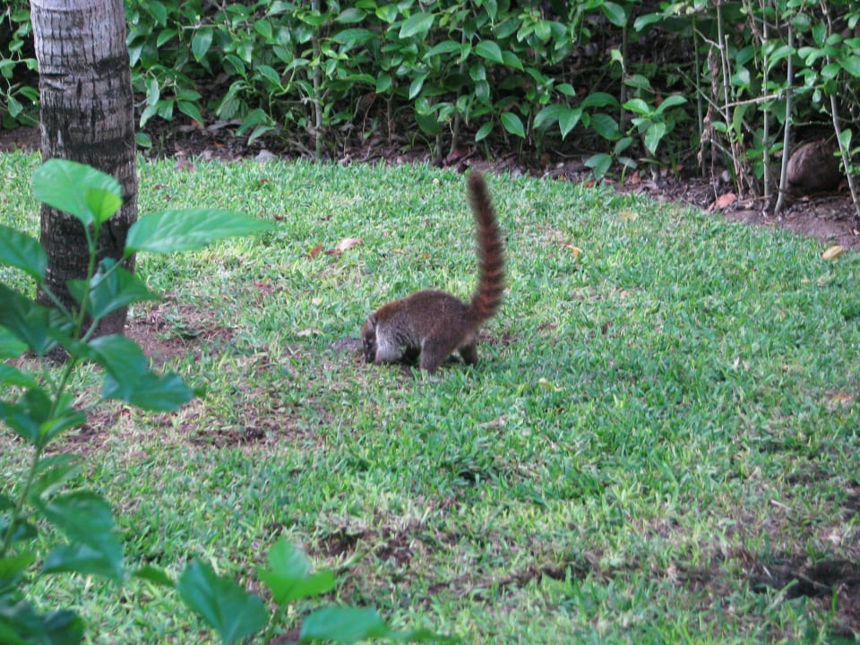 Gäste Catalonia Playa Maroma
