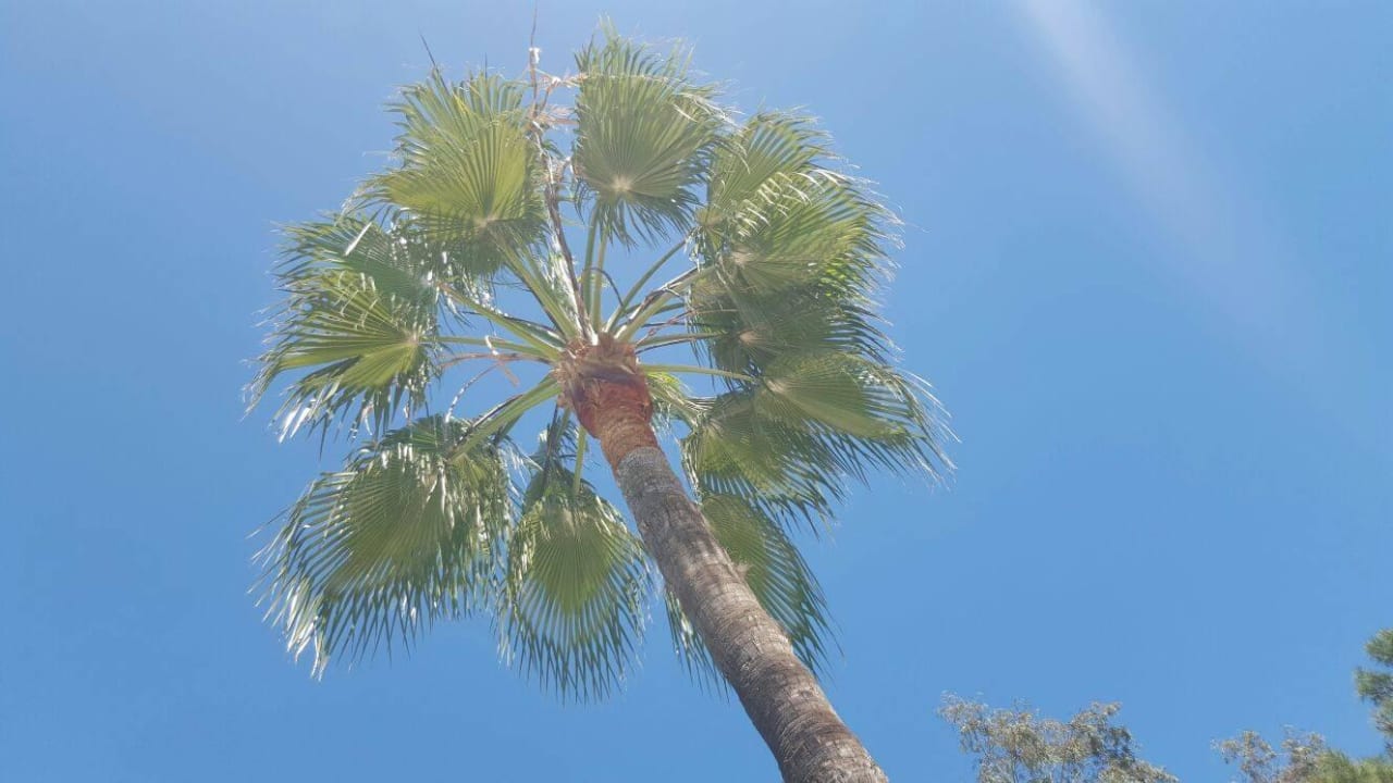 Paradies Odile Hotel