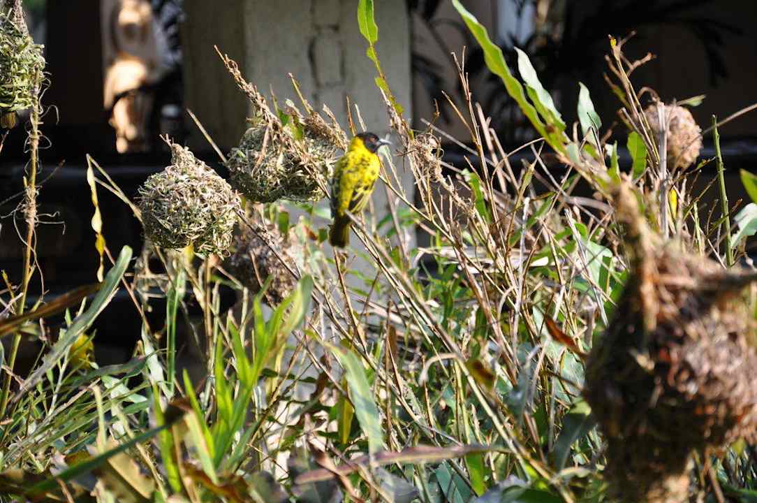 Restaurant Hotel Southern Palms Beach Resort