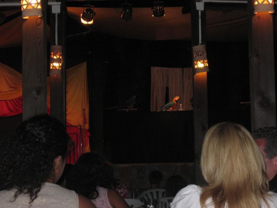 Abendliche Papageienshow Cala Llenya Resort Ibiza